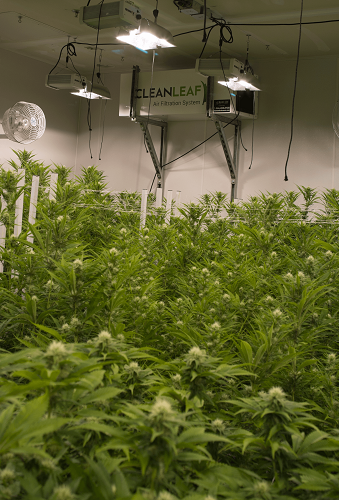 A CleanLeaf grow room air filtration system installed in a cultivation facility to prevent cannabis pest.
