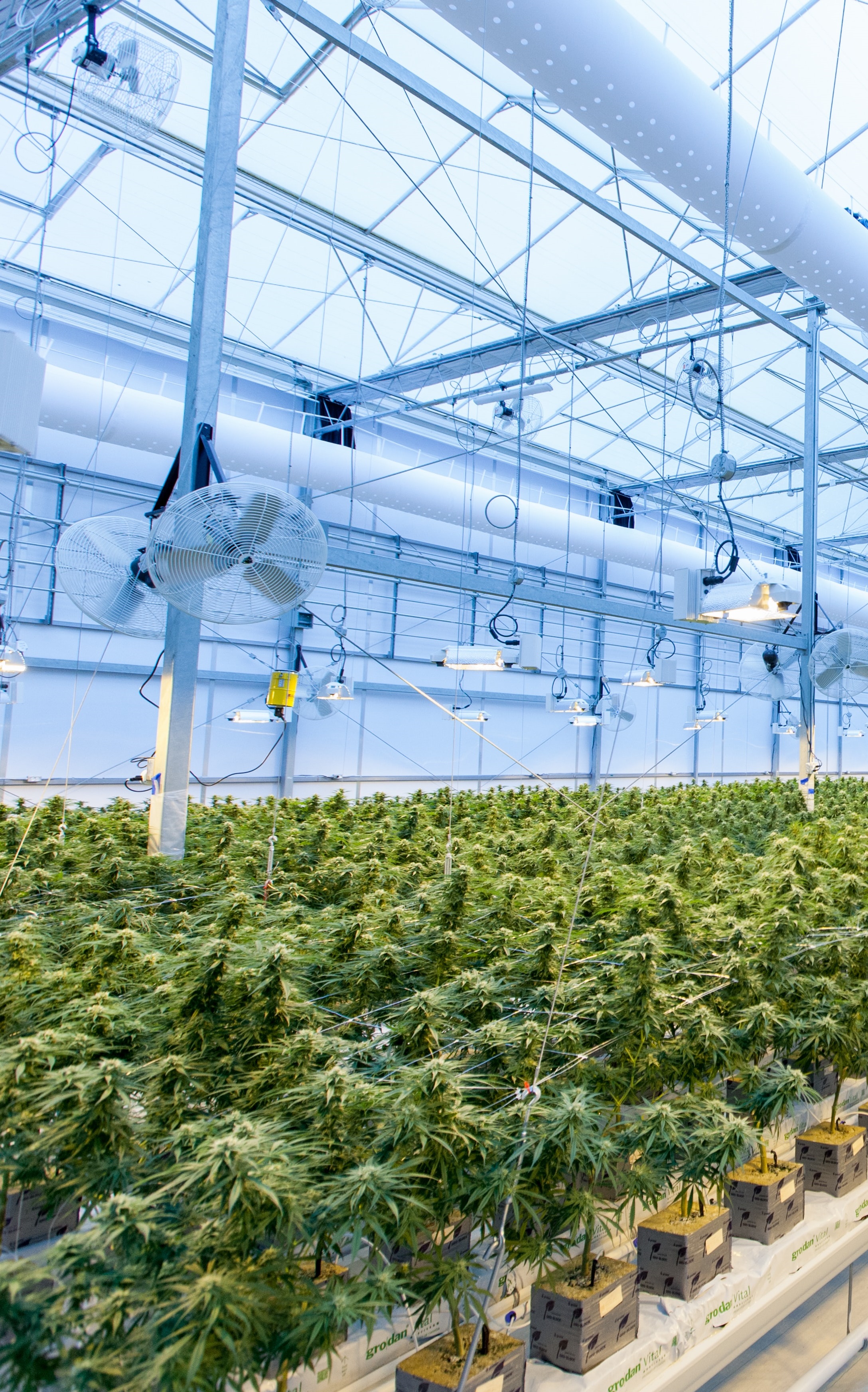 Cannabis cultivation facility.
