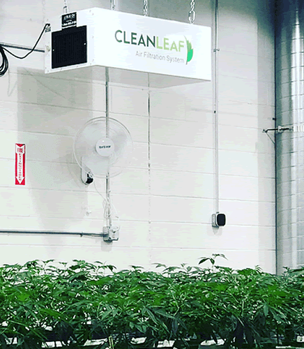 CleanLeaf grow room air cleaner installed in a commercial grow facilitiy.
