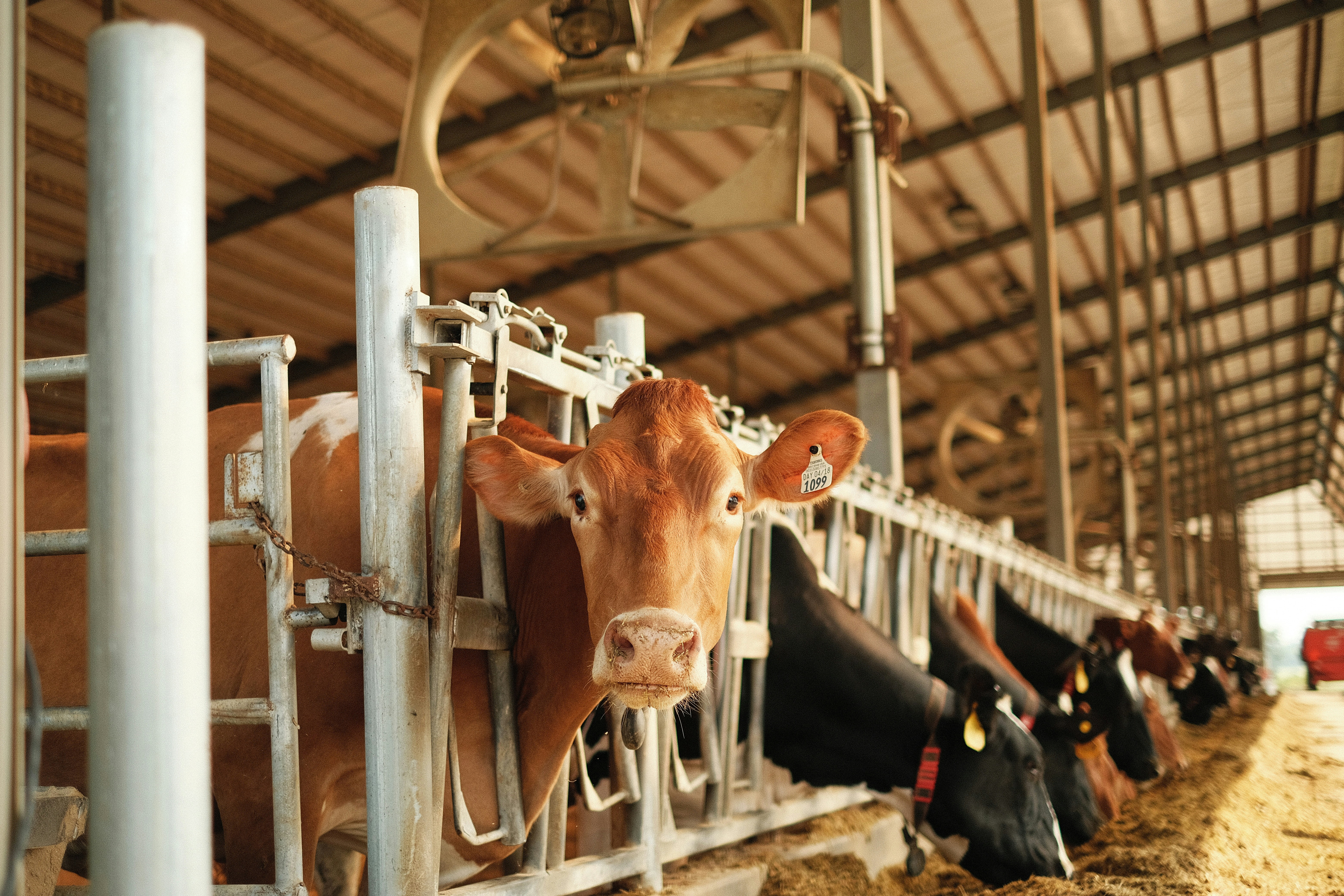 Enclosed Livestock Facilities