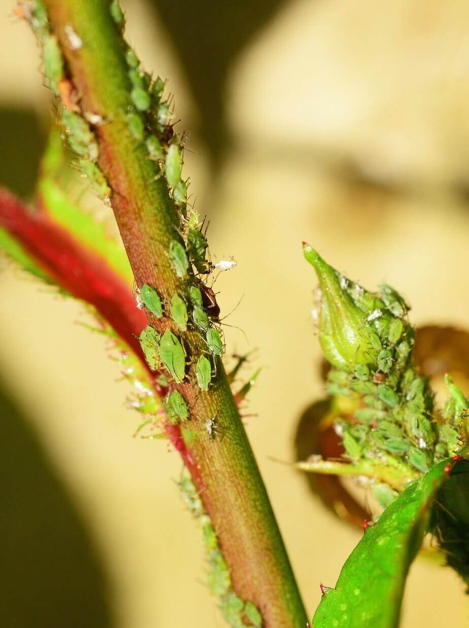 Aphids