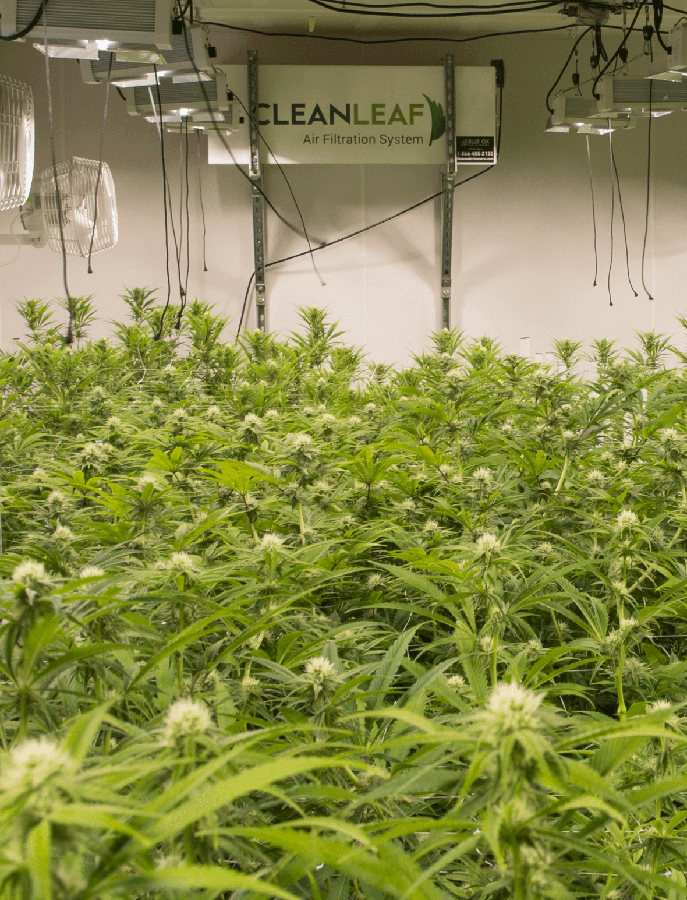 CleanLeaf grow room air filtration system installed in a commercial cultivation facility to help control airborne contaminants.