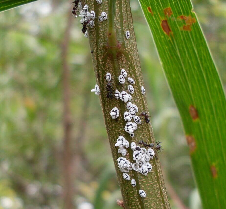 Barnacles