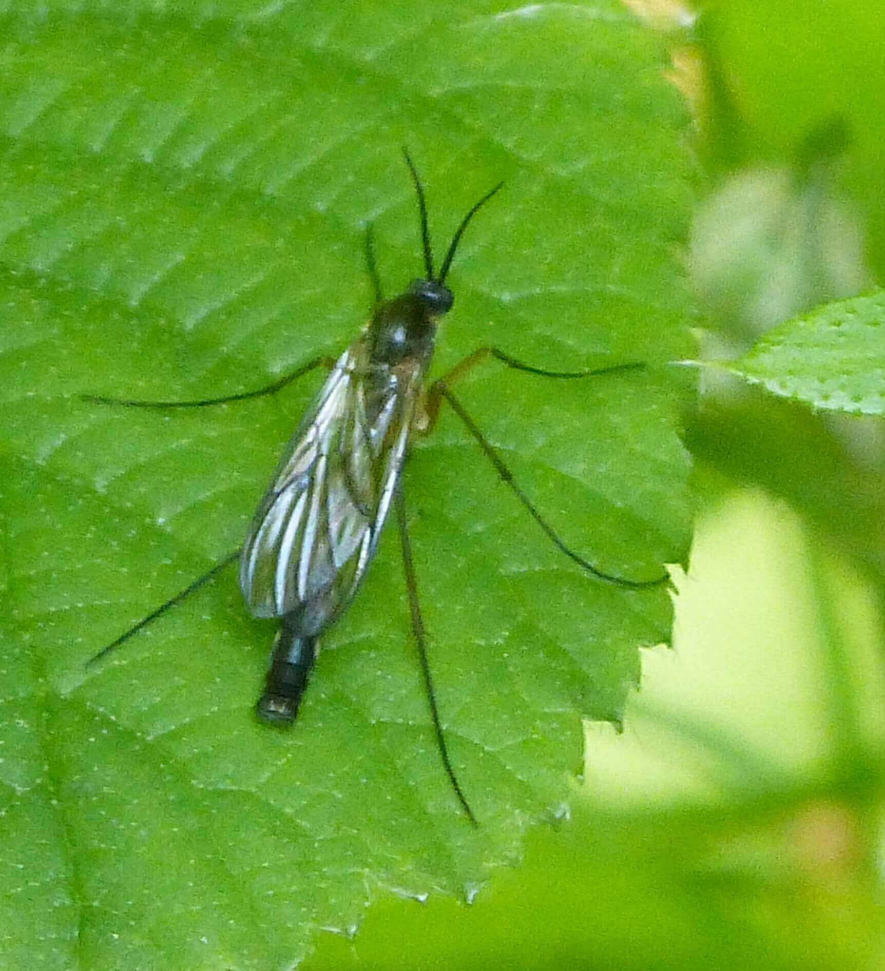 Fungus Gnats