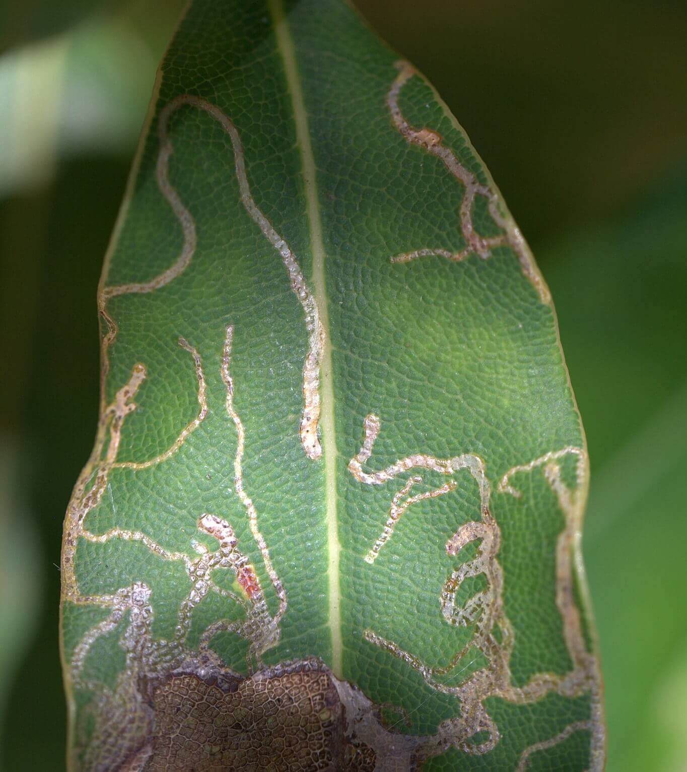 Leaf Miners