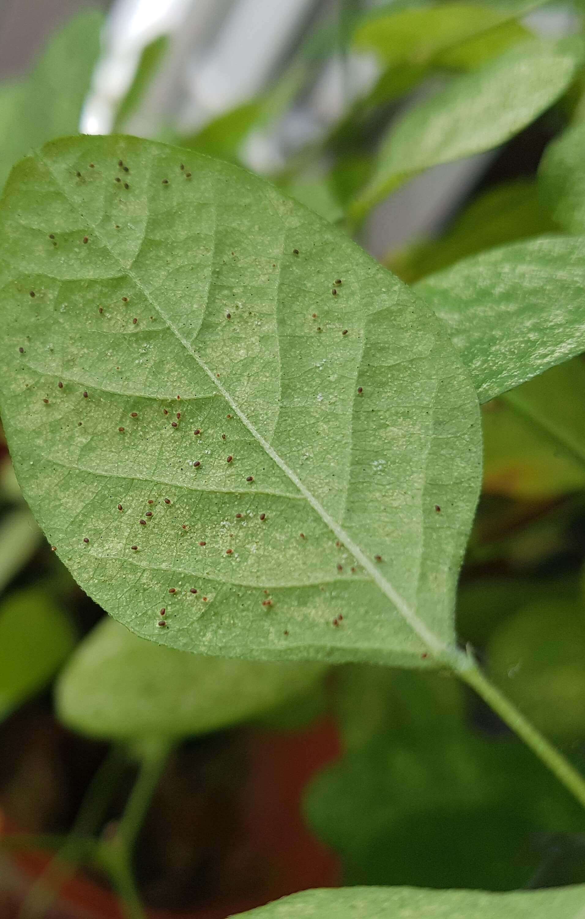 Spider Mites