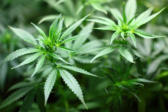 How many buds does a cannabis plant grow