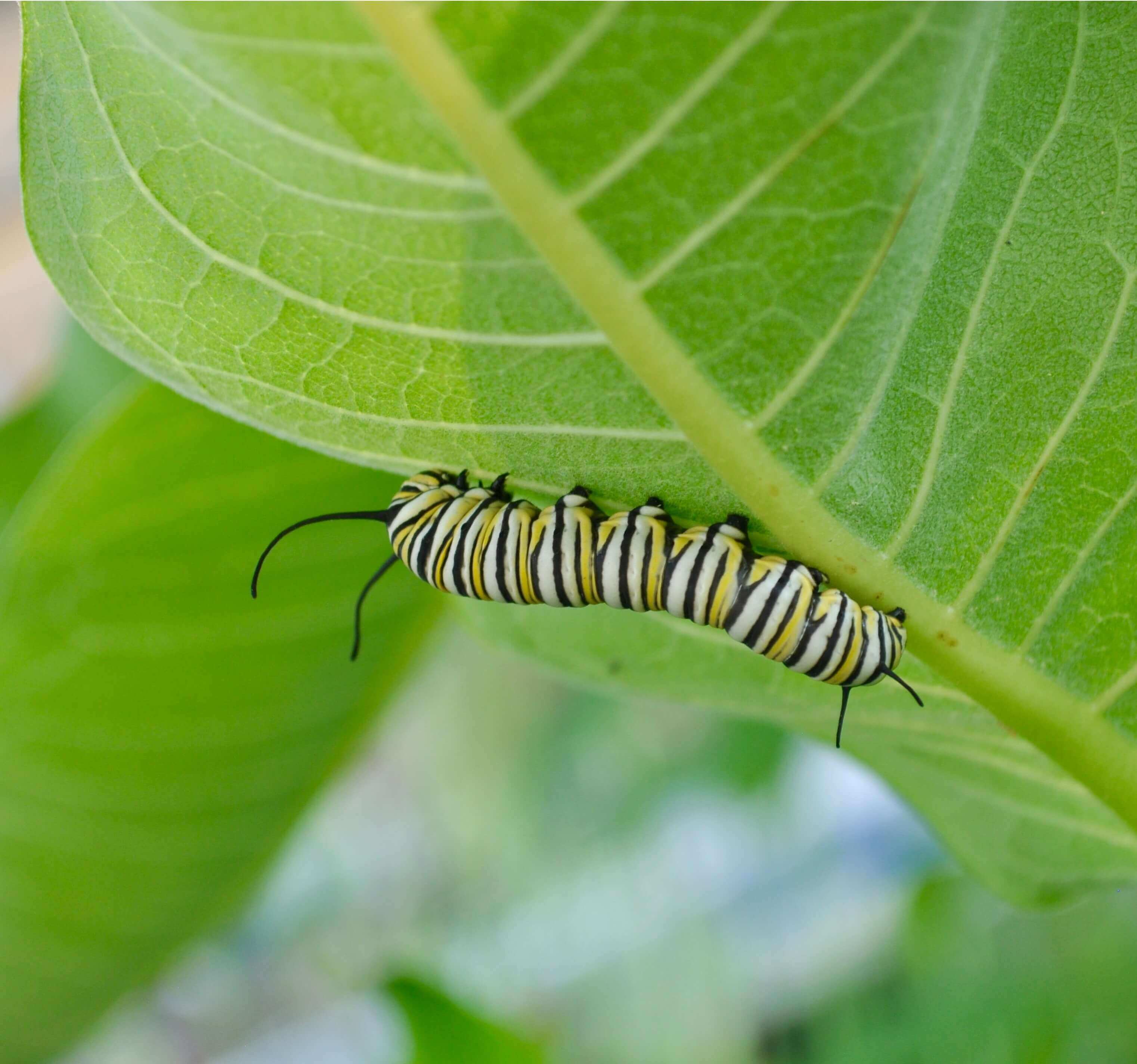 A caterpillar on a leaf.