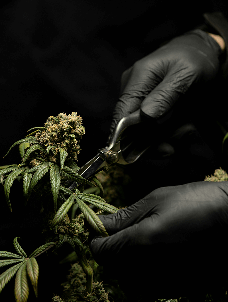 The hands of a cannabis cultivator in black gloves clipping buds.