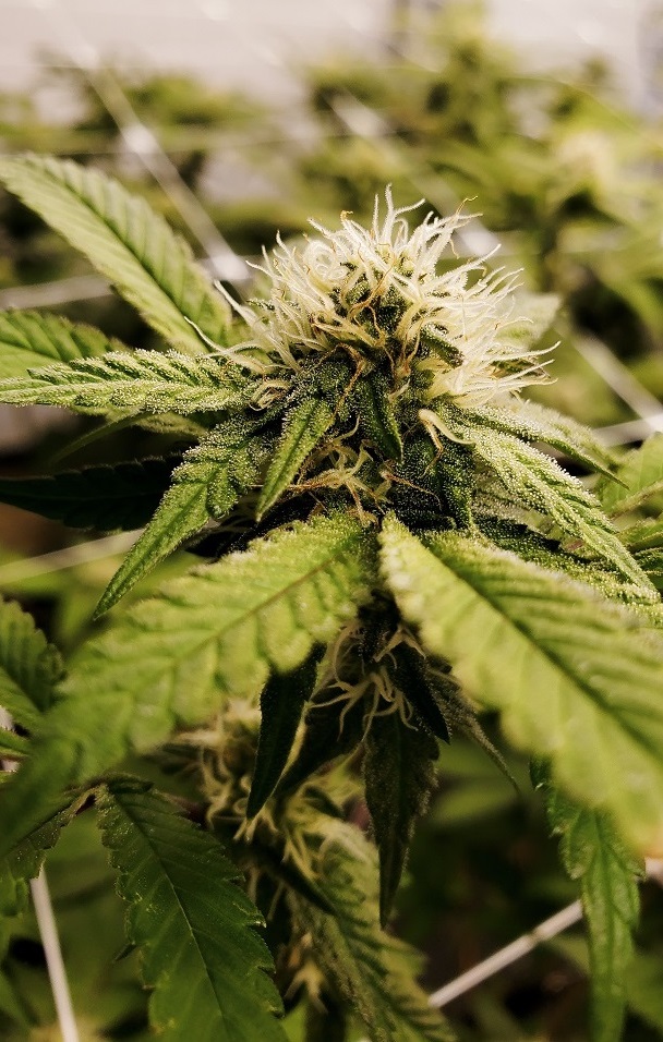 A close-up image of a cannabis plant growing in a commercial cultivation facility.