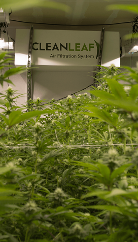 CleanLeaf grow room air filtration system installed in a cultivation facility to provide odor control and air filtration.