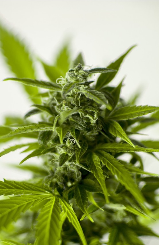 Cannabis plant in an indoor grow room.