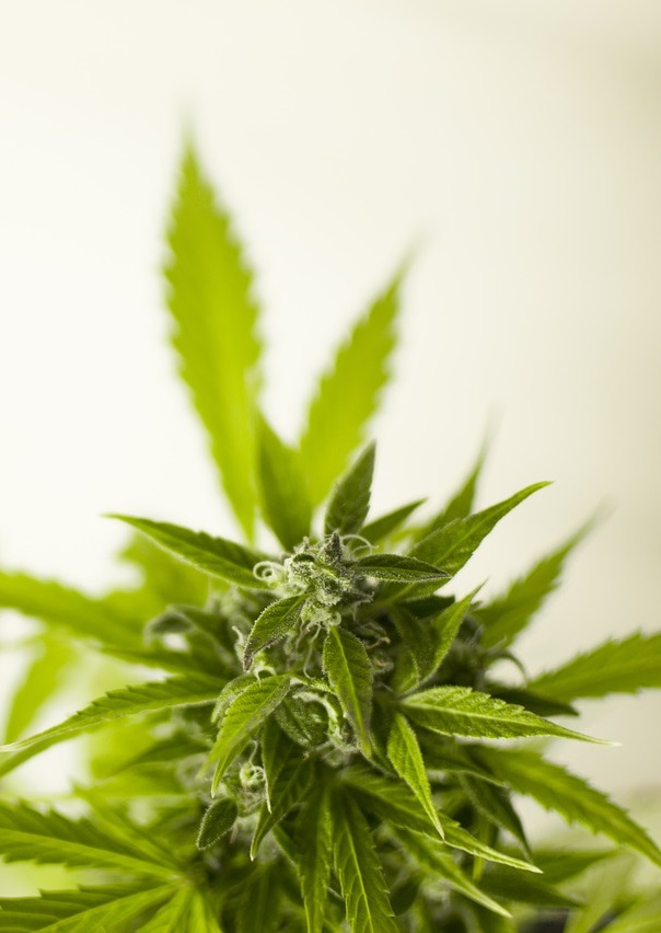 Cannabis plant in an indoor grow room.