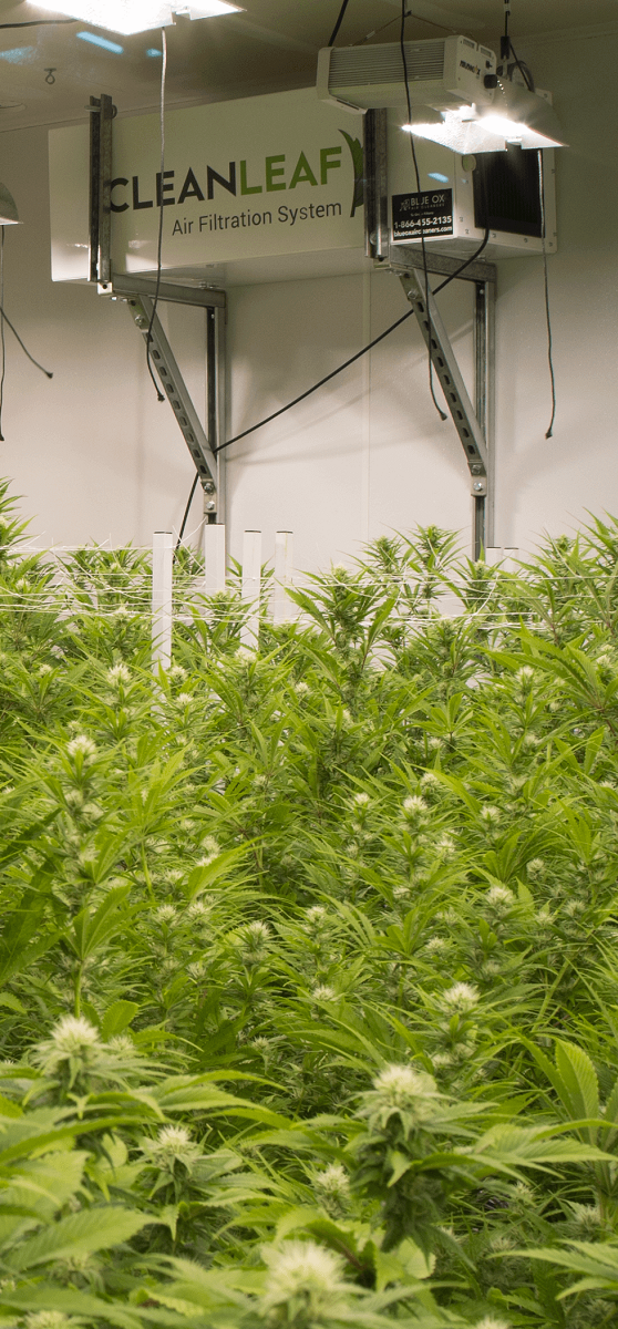 Three CleanLeaf air scrubbers hanging in a grow facility.
