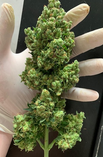 Professional cannabis cultivator holding a stem of large buds with a gloved hand in a commercial environment.