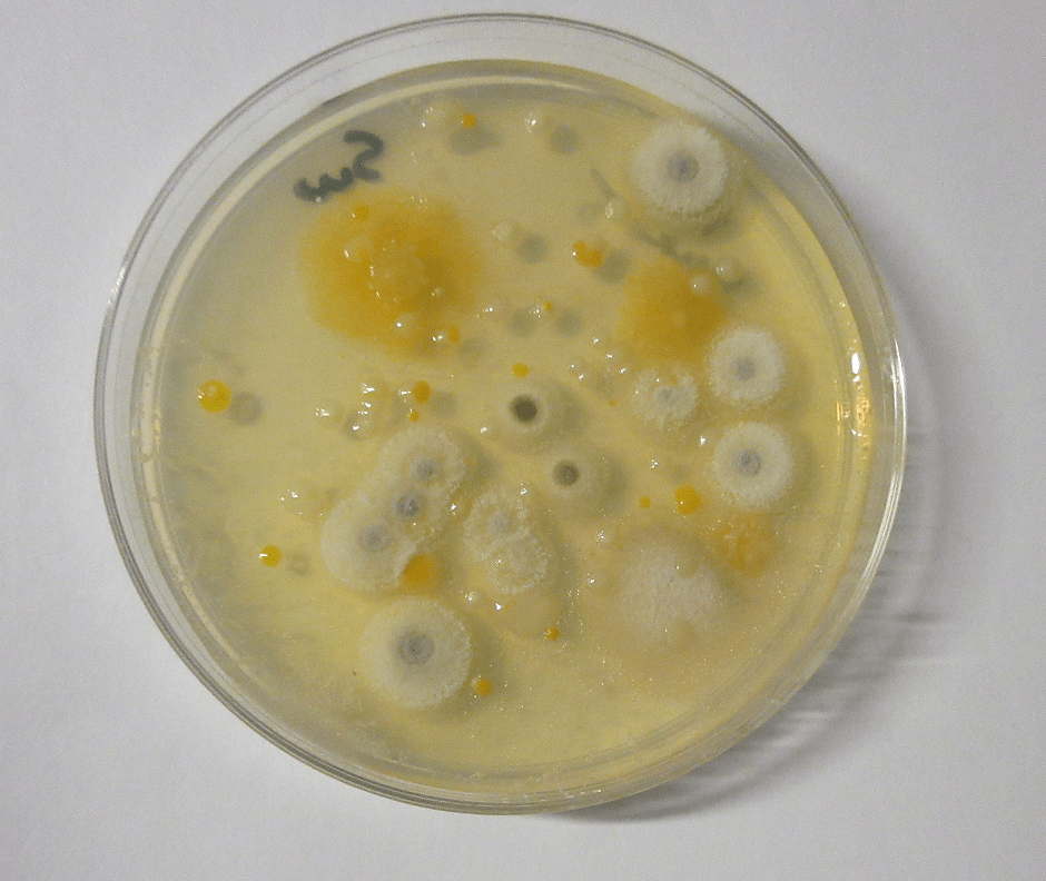 PCO with tio2 catalyst lab results after four weeks.