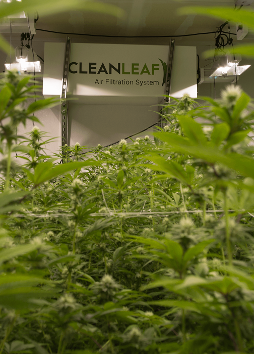 A CleanLeaf grow room air filtration system installed in a cannabis cultivation facility.