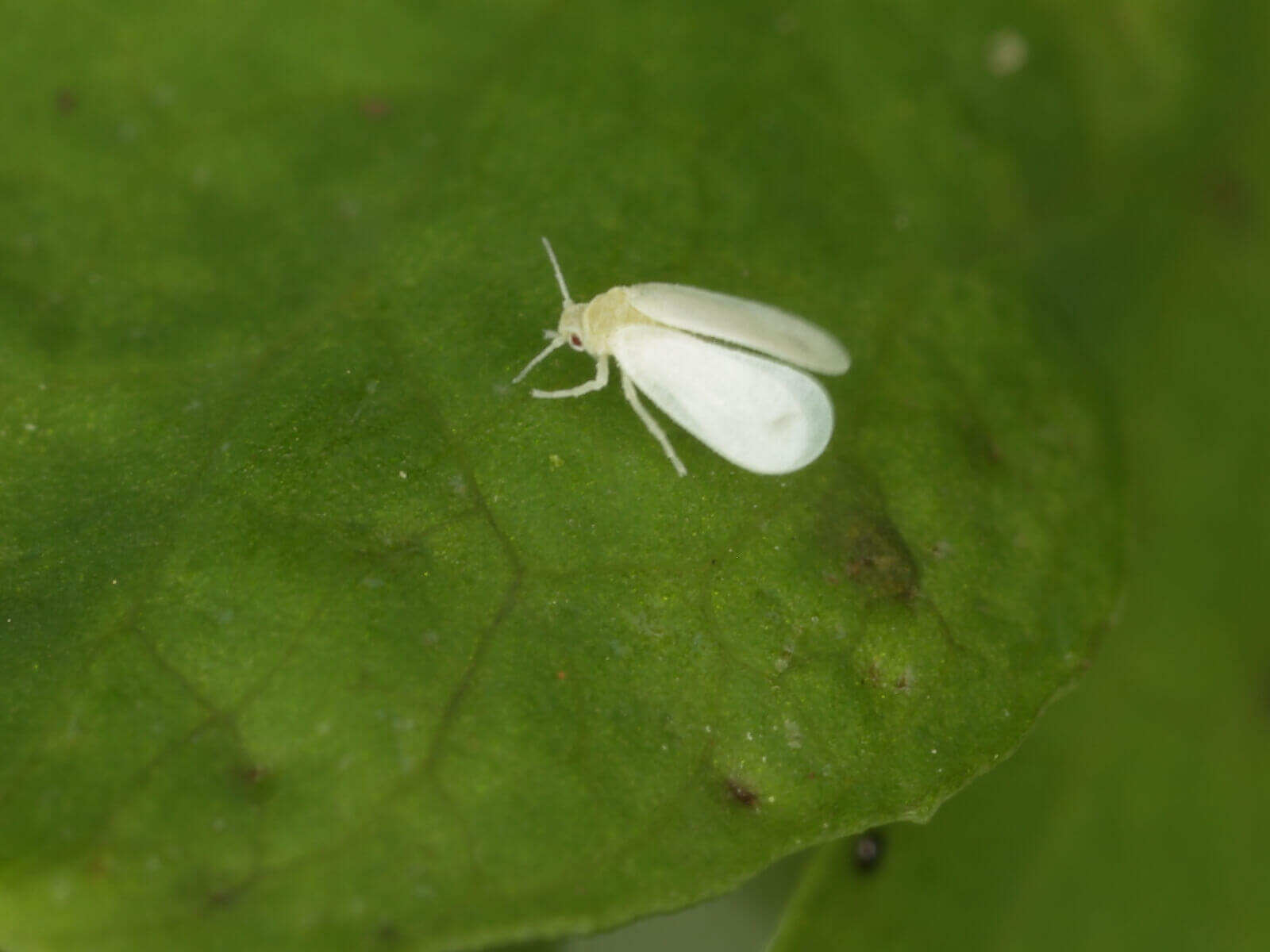 Whiteflies