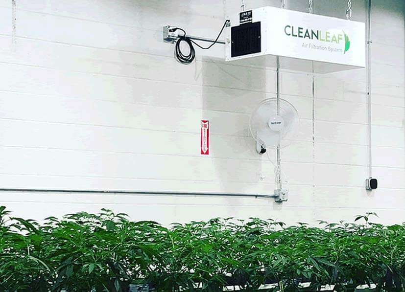 CleanLeaf grow room air filtration system installed in a cannabis cultivation facility.