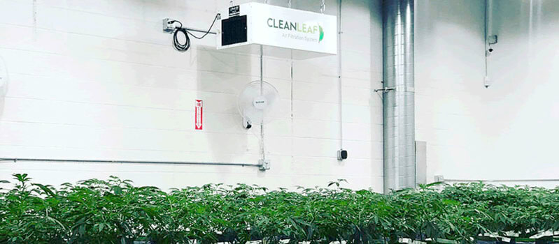 CleanLeaf grow room air filtration system installed at RI's Finest Gardens to control odors and air contaminants.